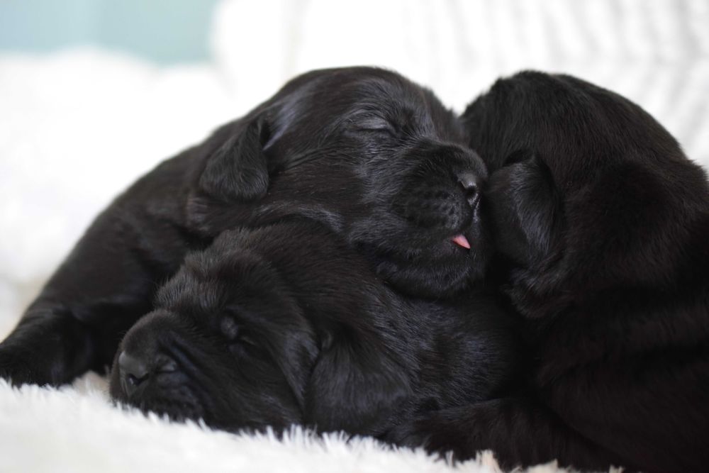 Cudowny szczeniak Labrador Retriever FCI