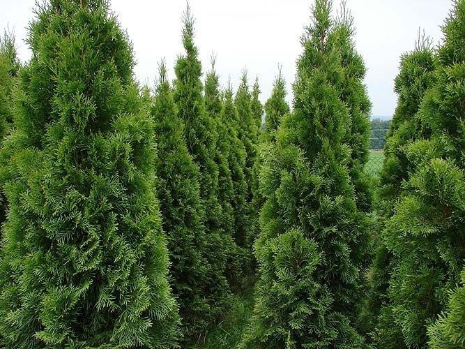 Tuja Thuja szmaragd 180cm 1,8m z własnej szkółki w Gdańsku