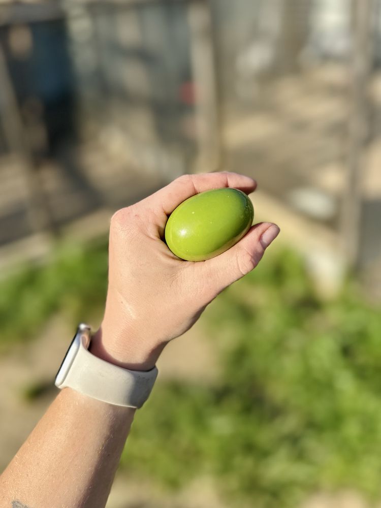 Kusacz pampasowy kurak stinamu bażant ozdobny zielone jajka