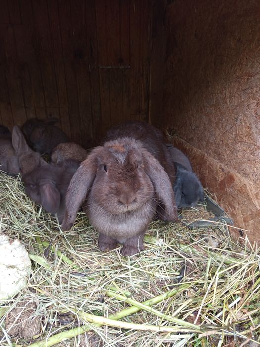 Królik baran francuski