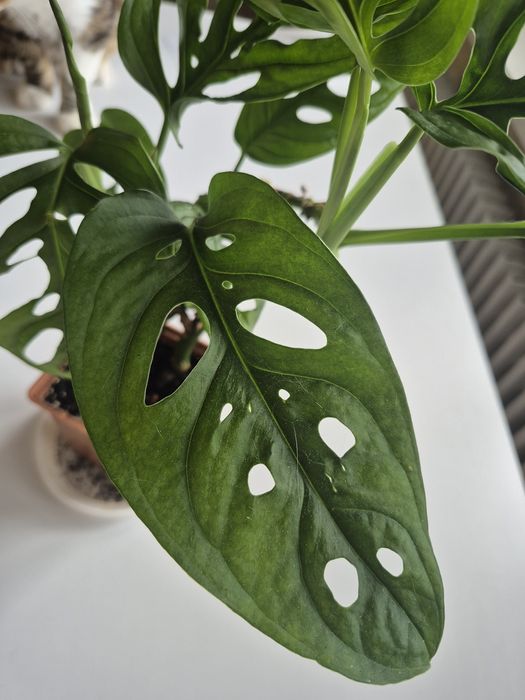 Монстера Манкі 3 міцних стовбури з великим листям