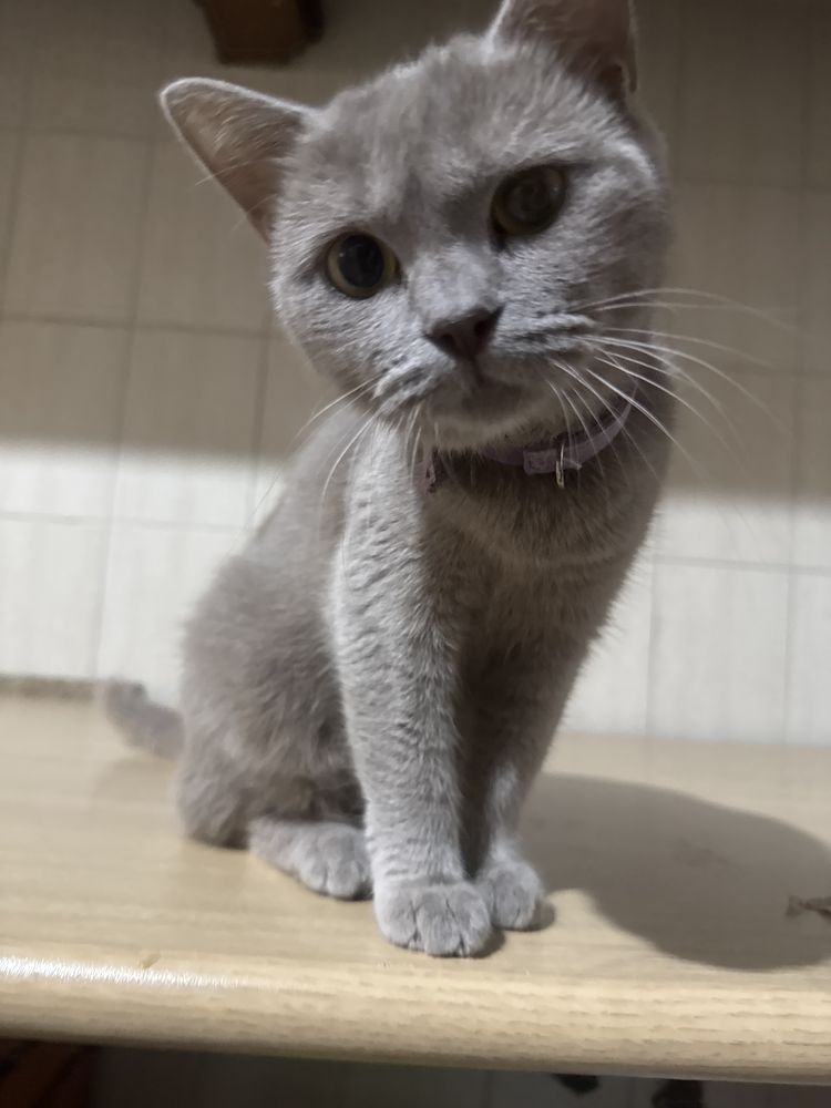 Gatinha para adoção consciente