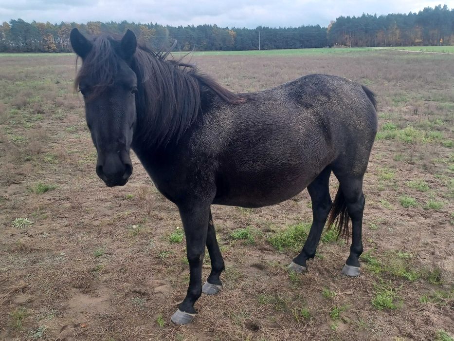 Sprzedam klacze huculskie