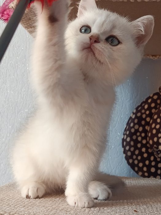 Ласкавий і ніжний задавака