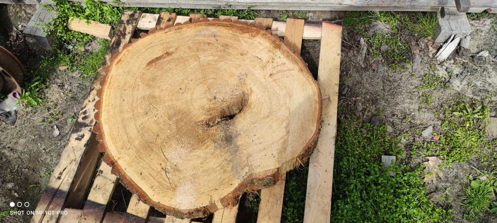 Plastry dębowe na stolik