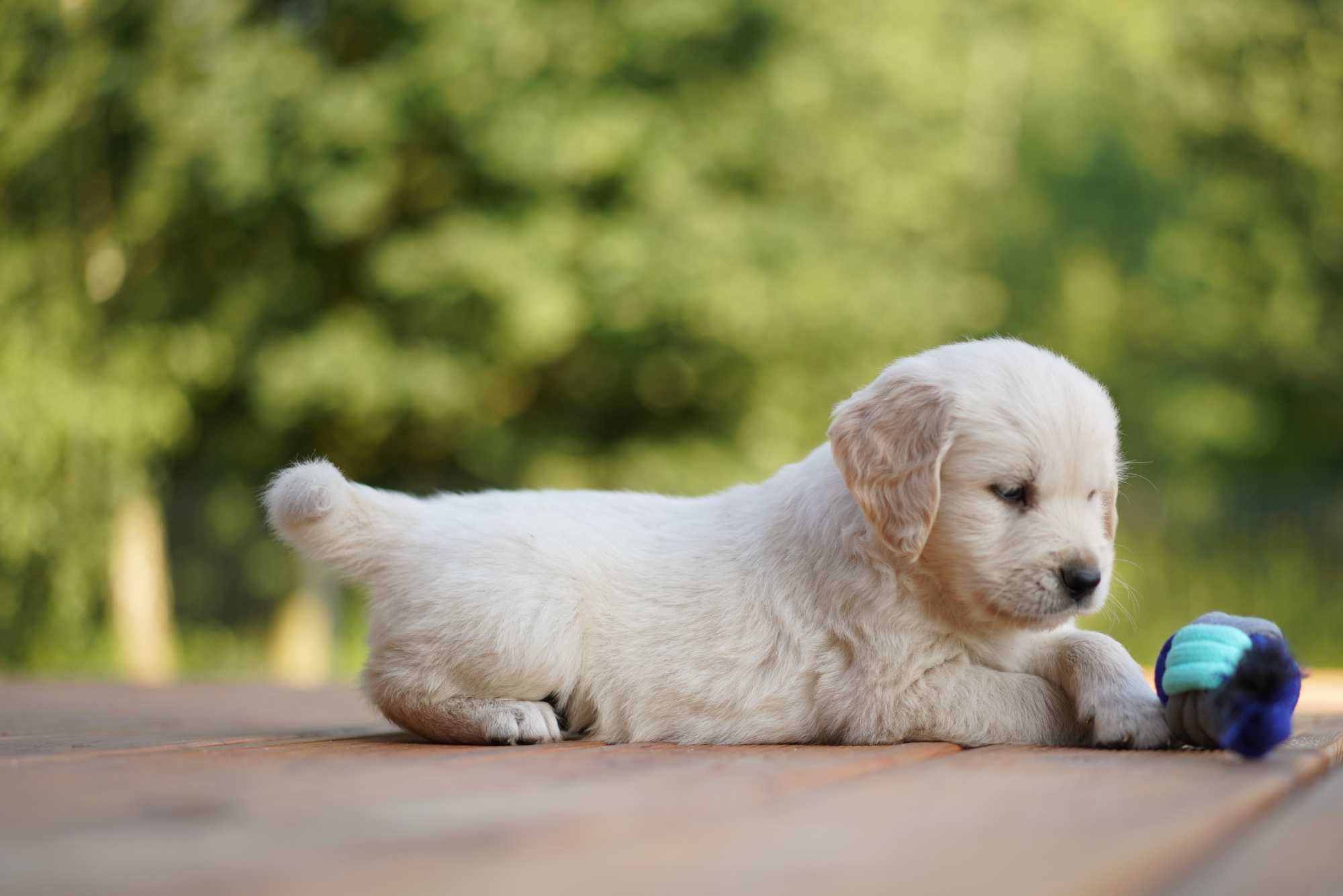 Wspaniała suczka Golden Retriever! Zara!