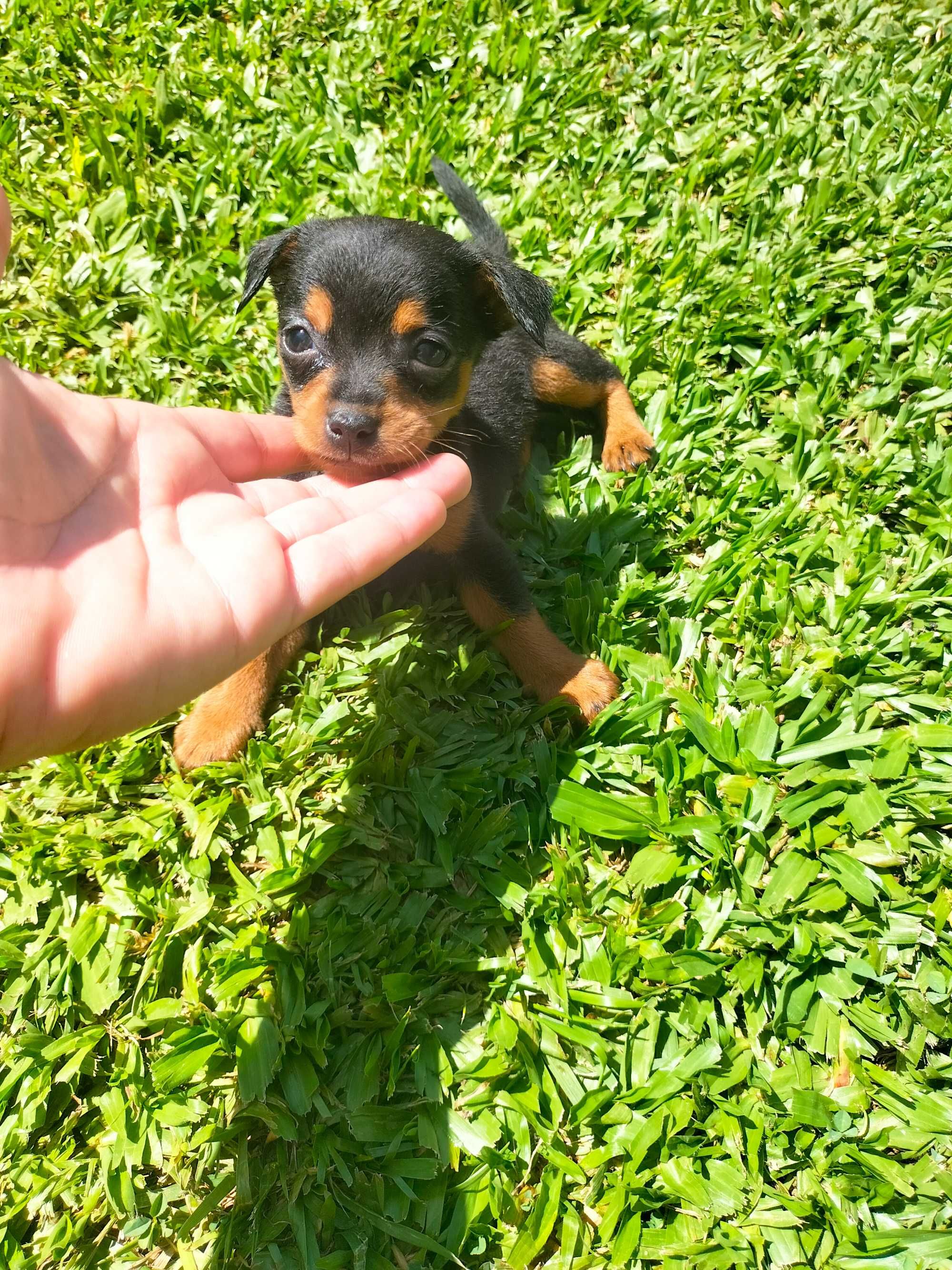 Pinscher fêmea mini