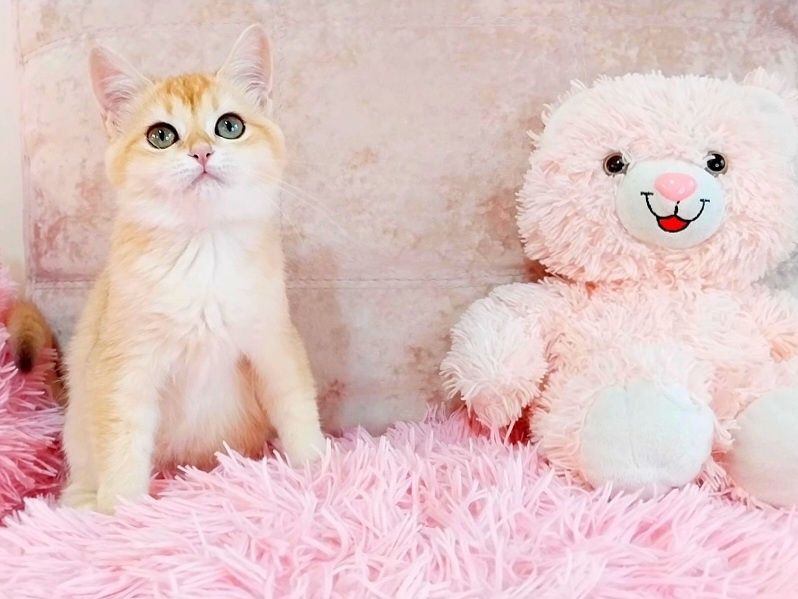 Сама нежность Зеленоглазая малышка шотландочка