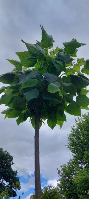 Catalpa bignonioides ' Nana' / Surmia bignoniowa