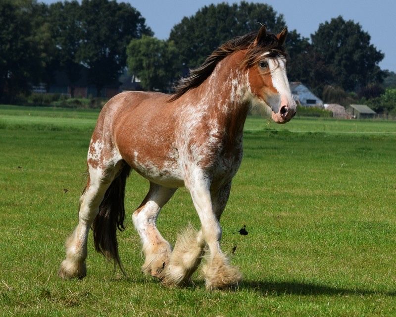 Ogier clydesdale