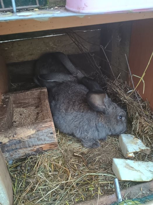 Sprzedam młode kruliki