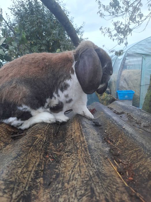 Samce i samice barana francuskiego