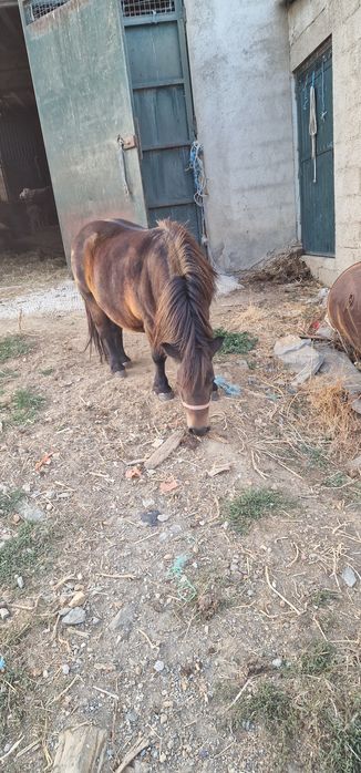 Ponei preste a parir