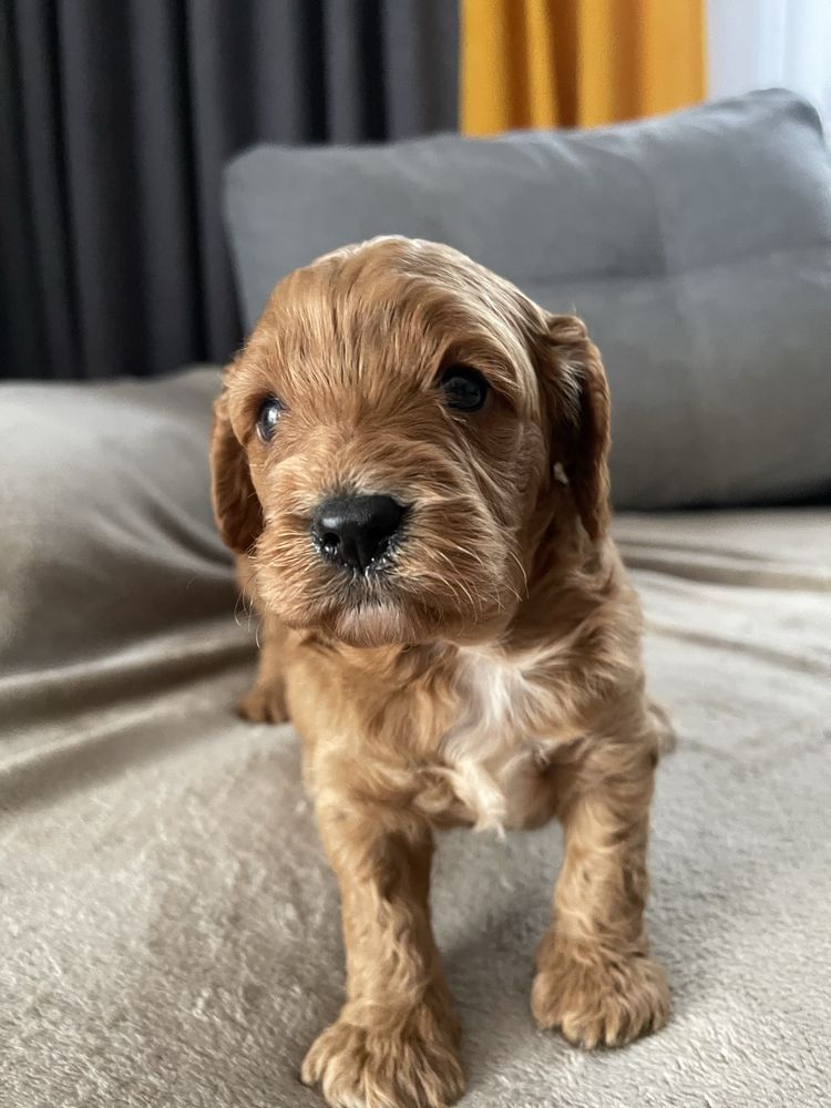 Cavapoo Samiec F1 badania