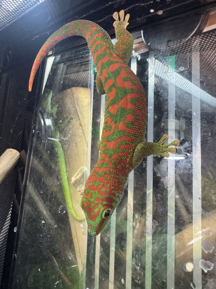 Dniówka madagaskarska