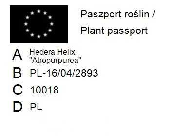 Bluszcz Pospolity 'Atropurpurea' - Hedera Helix (18)