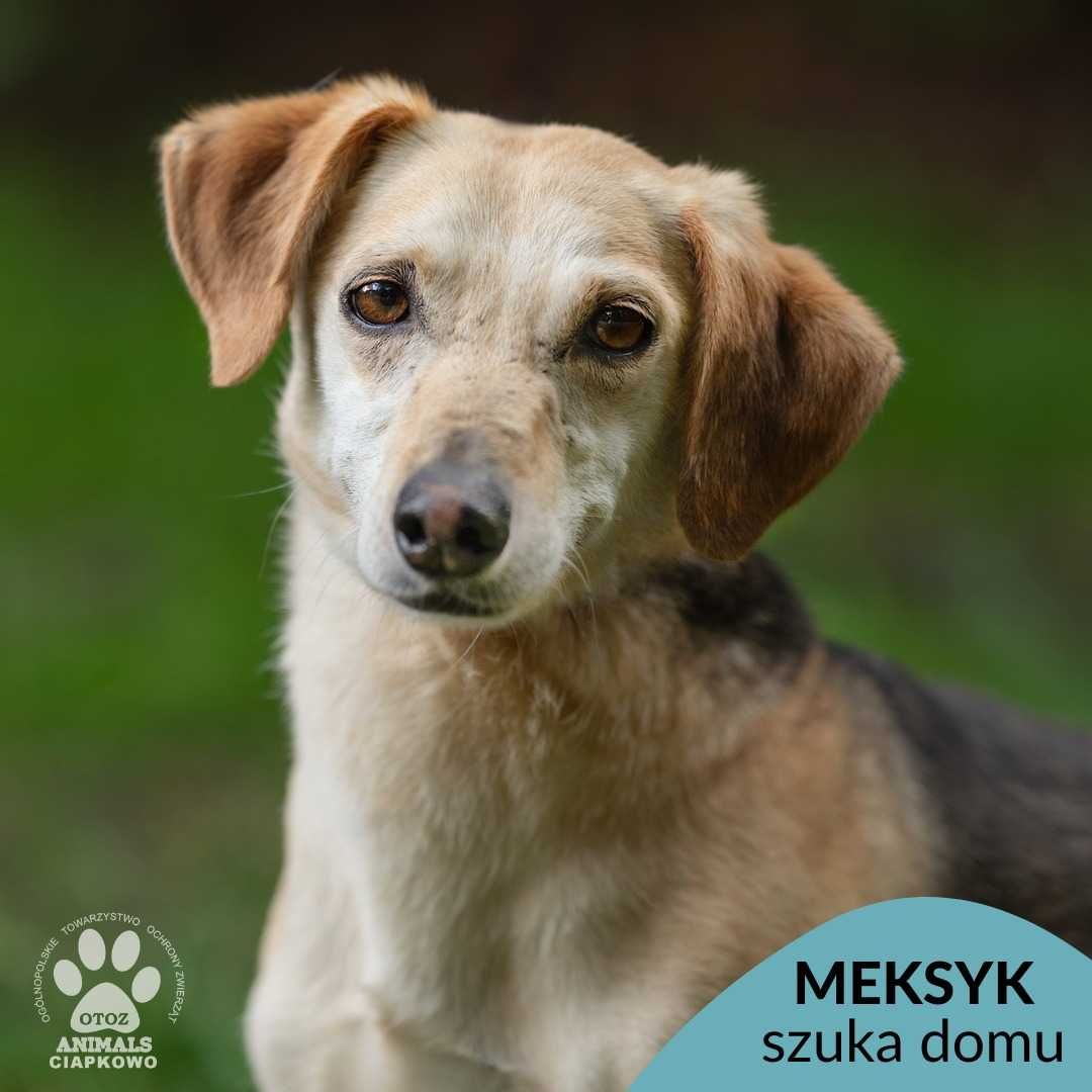 Nieśmiały Meksyk szuka spokojnego domu! OTOZ Animals Ciapkowo