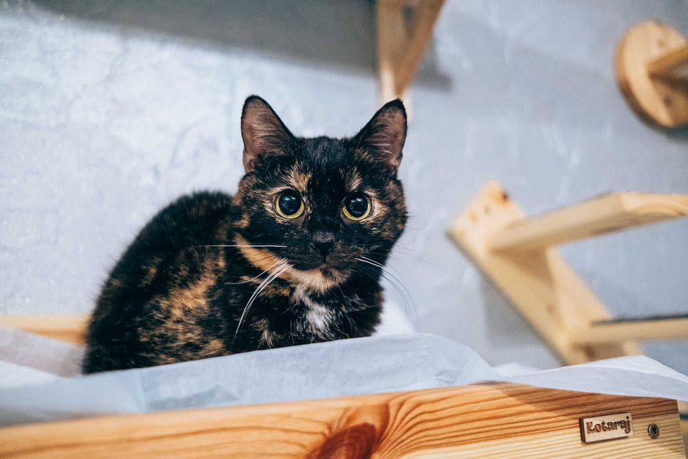 Piękna szylkretka Niedziela szuka domu tymczasowego – kotka do adopcji