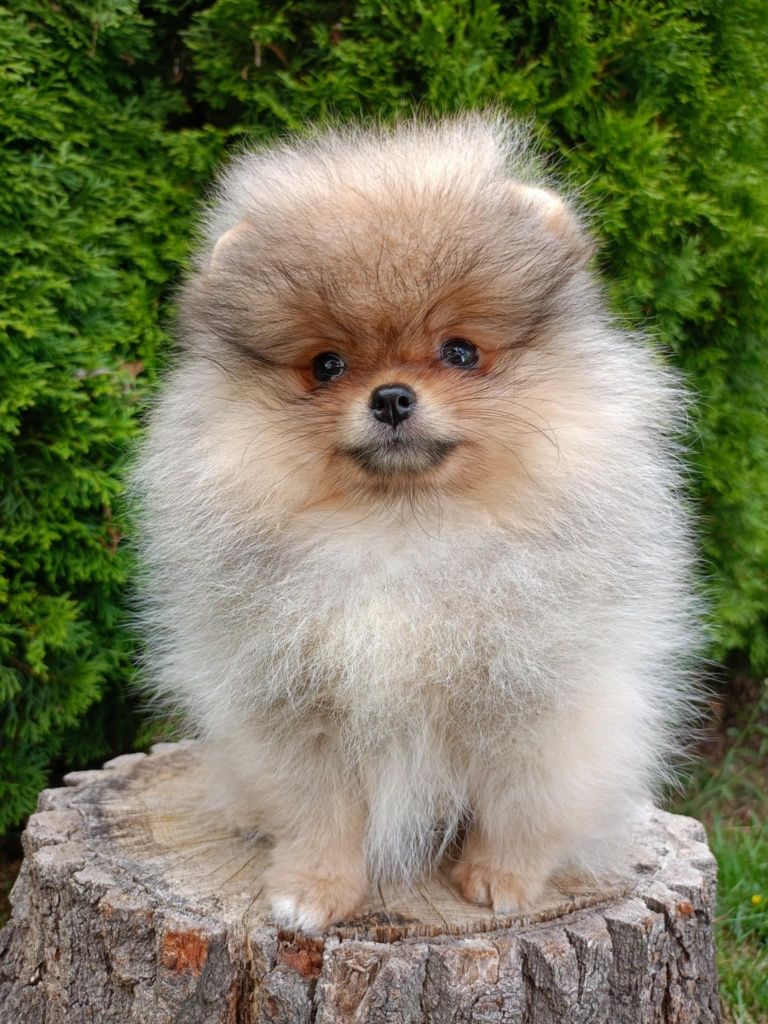 Pomeranian suczka