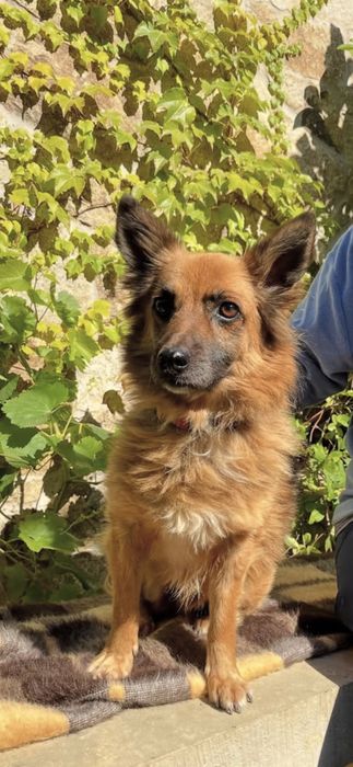 3 letni samiec do adopcji