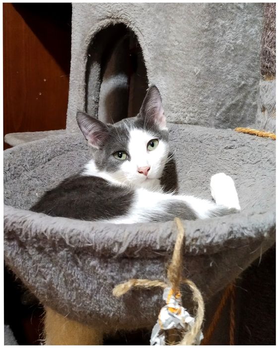 Хлопчик,кошеня,котик,маленький,сіро-білий,ніжний,шукає дім,безкоштовно