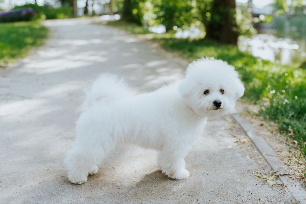 Bichon Frise szczenięta FCI – rezerwacje otwarte