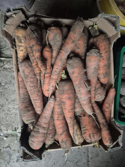 Marchewka ekologiczna