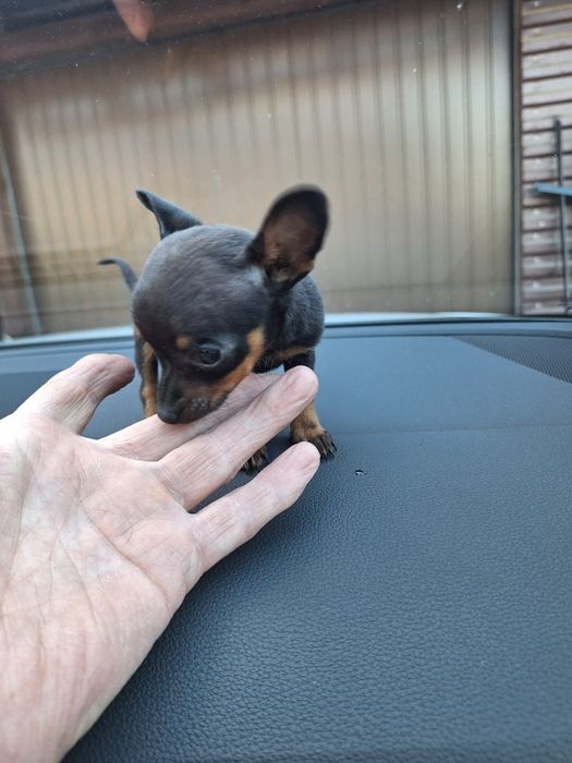 Ratlerek krysalik prawdziwa unikatowa miniaturka