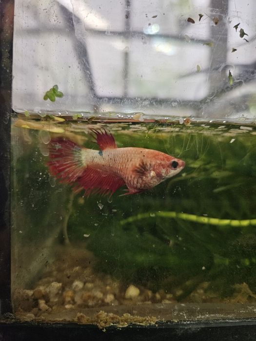 Betta Fêmea adulta