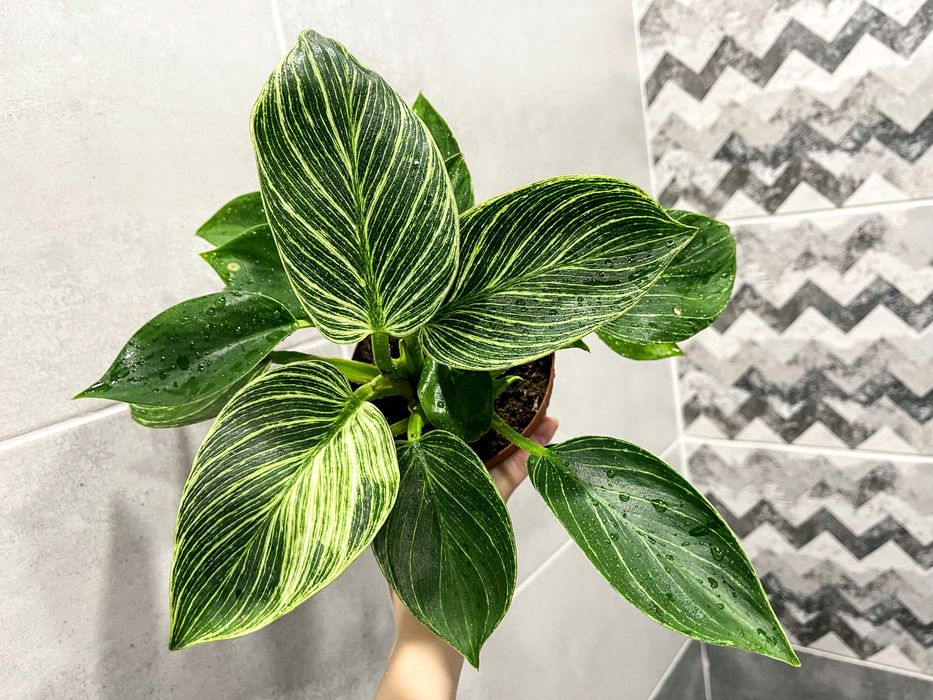 Филодендрон Birkin - комнатное растение