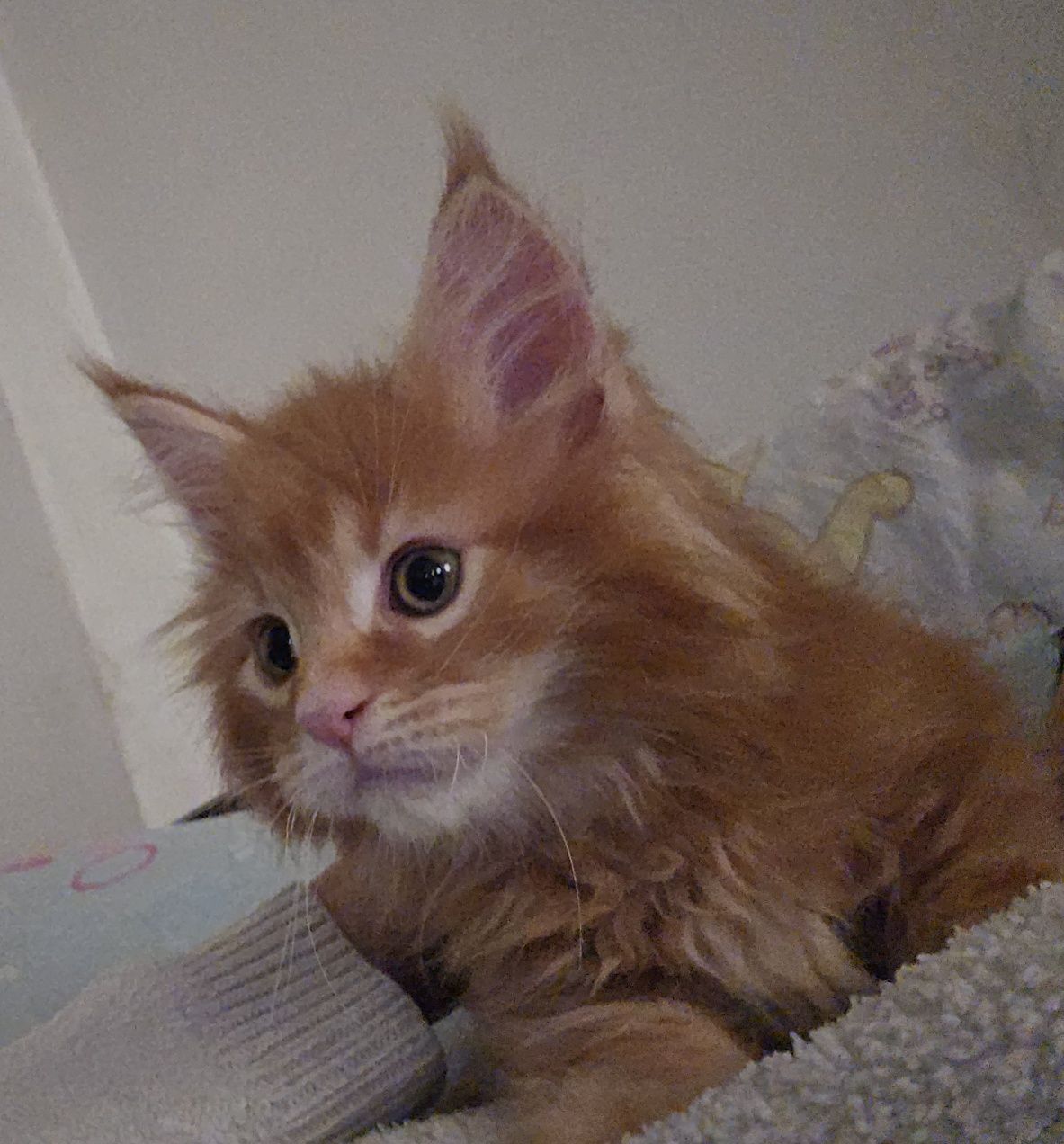 Rudy Kocurek Maine Coon