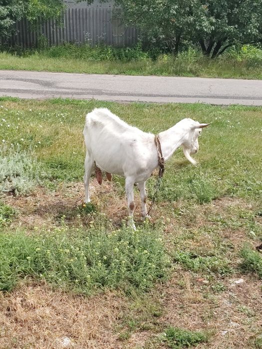 Продам козу зааненьську