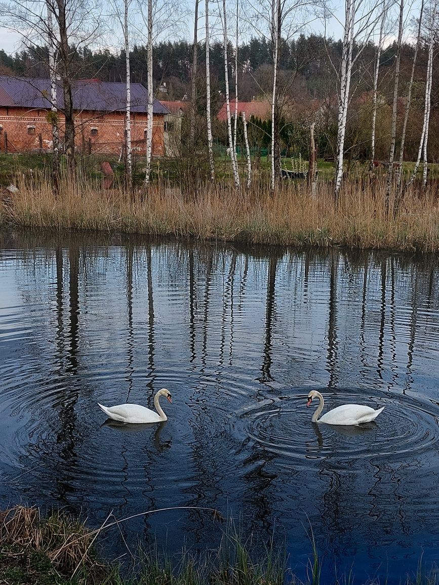 Agroturystyka Brzozowy Staw