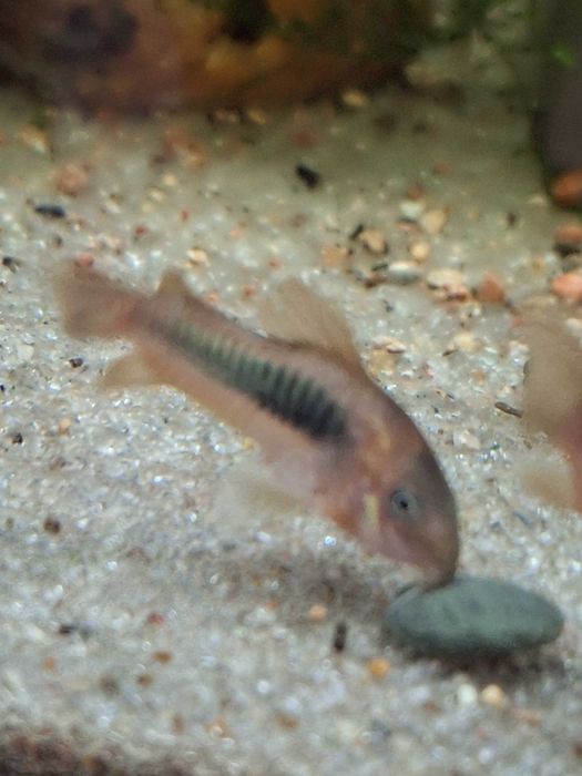 Kirys kirysek spiżowy Aquafizz Creative