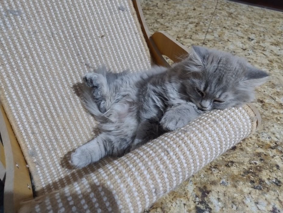 Kocurek Brytyjski  Długowłosy Niebieski