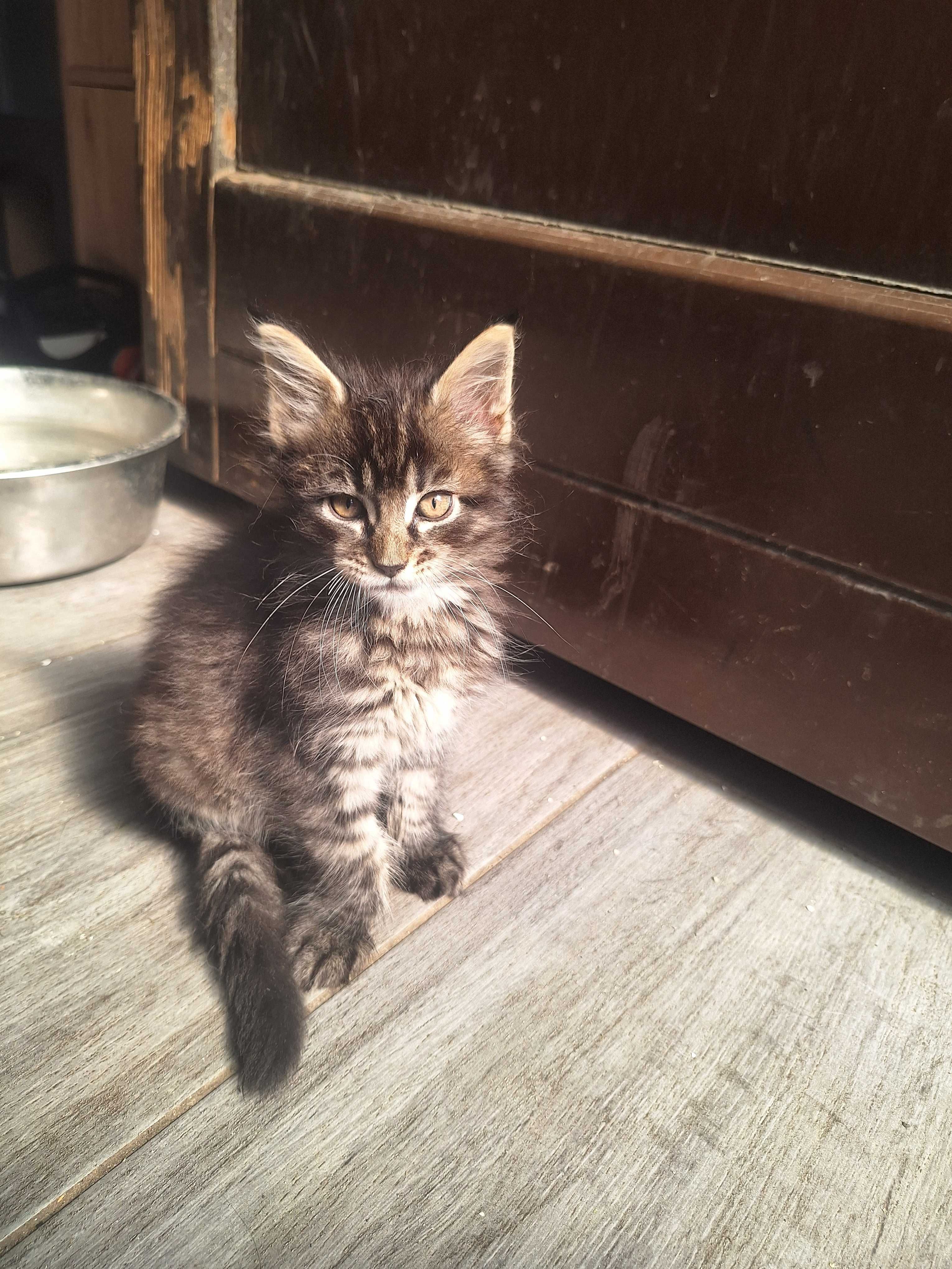 Kocurek Maine Coon czarny pręgowany Kordian Tigre Gato *PL