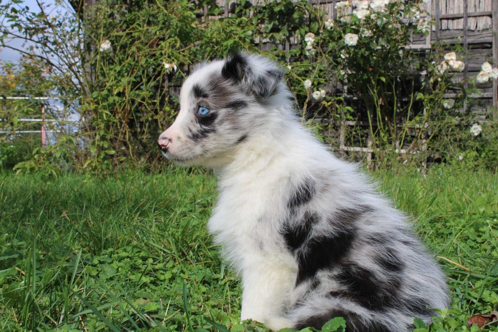 Border Collie suczka blue merle niebieskie oczy