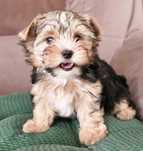York suczka Yorkshire terrier zdrowa malutka rodowód gotowa do odbioru