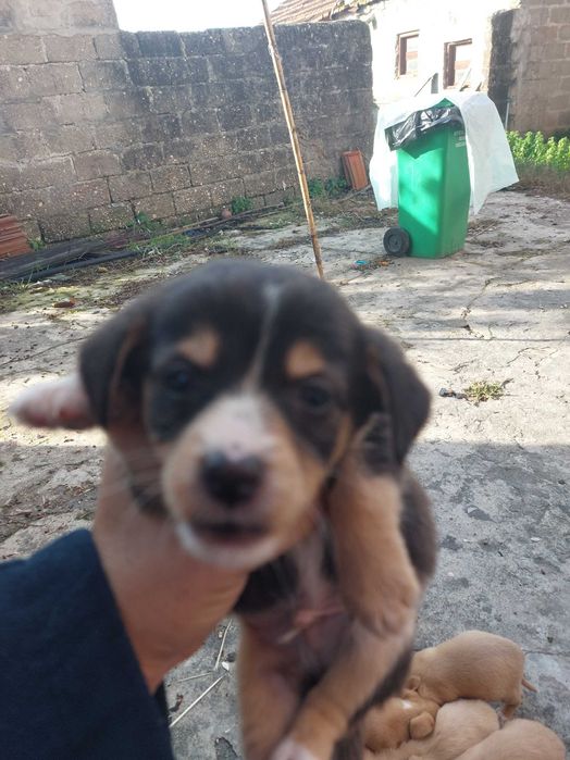 Adoção  6 cãozinho