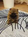 Szpic Miniaturowy Pomeranian z Rodowodem Wielopokoleniowy