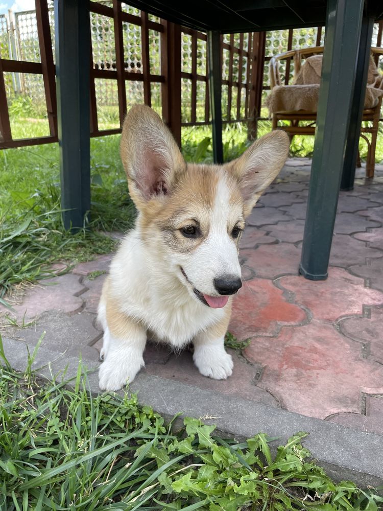 Szczeniak Welsh Corgi Pembroke