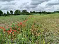 Sprzedam 2 dzialki 1500m i 4000m