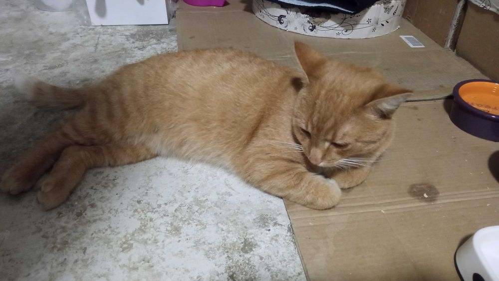 Znaleziony kot "rudzielec"