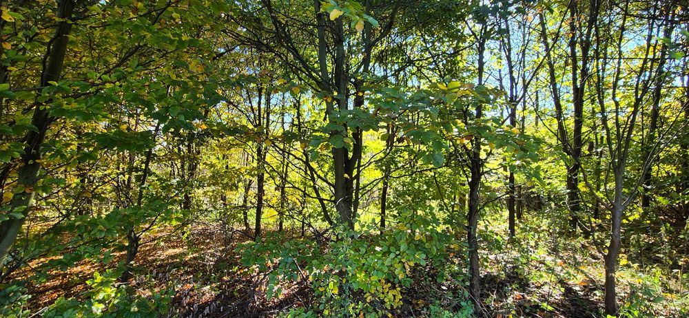 Na sprzedaż działka 56 arów  Żyznów