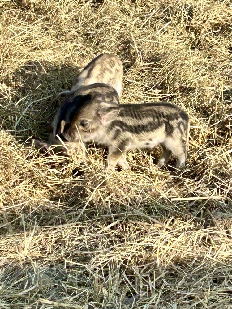 Mangalica prosiaki świnia