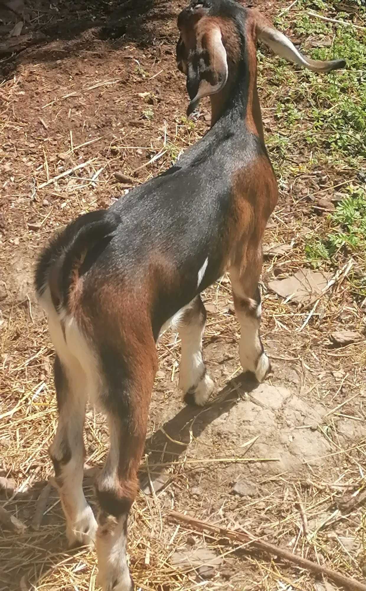 Kozy Anglonubijskie