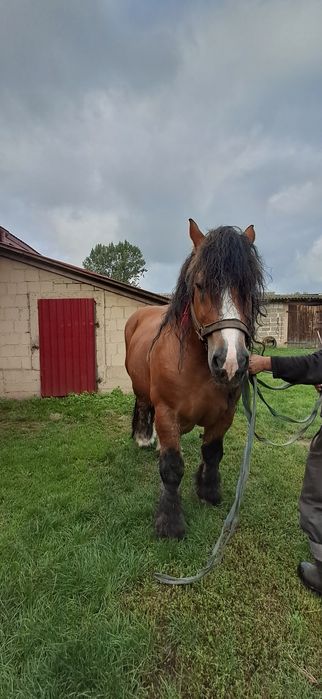Sprzedam Konia Zimnokrwistego