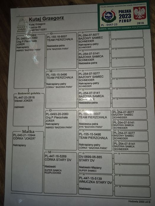 Gołębie pocztowe po lotach