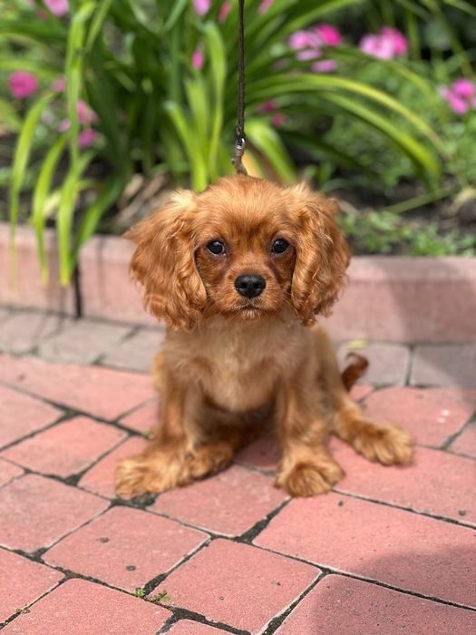 Хлоп'ятко ккчс ксу