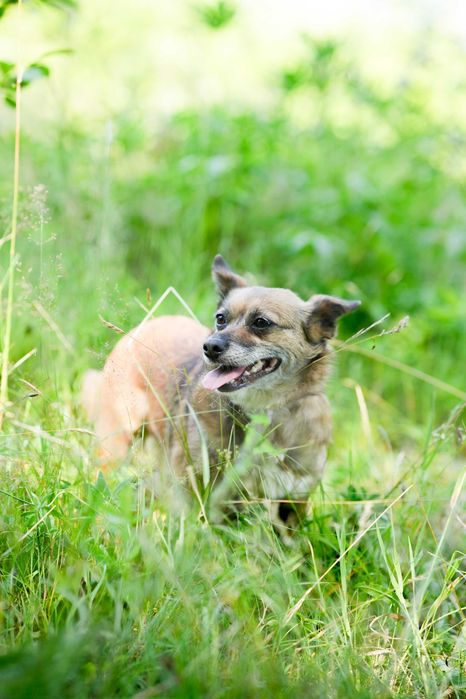 Tereska - 5 letnia, delikatna suczka szuka kochającego domu!
